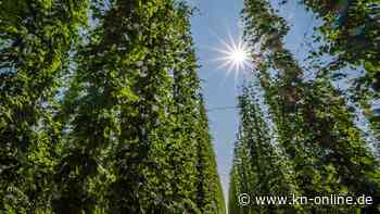 Klimawandel: Neue Hopfensorten sollen Zukunftsbier ermöglichen