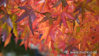 Mehr Herbst geht nicht: Amberbaum besticht mit seiner schönen Laubfärbung – und ist sehr pflegeleicht