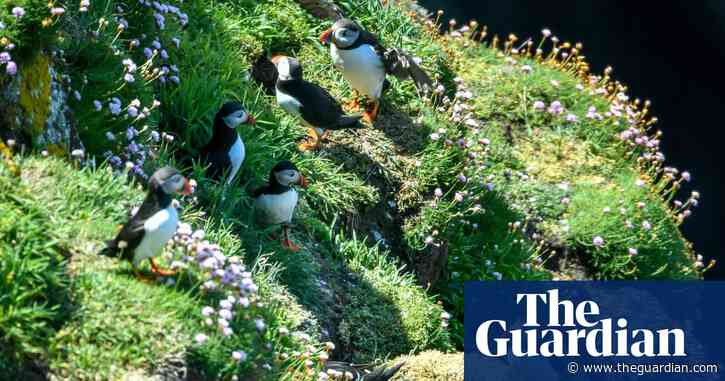 Number of nesting seabirds on Lundy island at nine-decade high