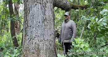 'The trees are gone': Activists lose fight to save old oaks near Geneva