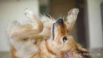 Golden Retriever bleibt mitten auf der Straße stehen – User im Netz finden es richtig „goldig“