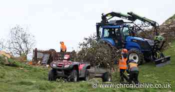 Sycamore Gap tree update as Northumberland treasure being moved after deliberate felling