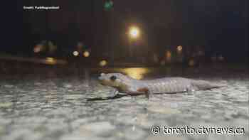 This Ontario city is closing a road on rainy nights so an endangered species can safely cross it