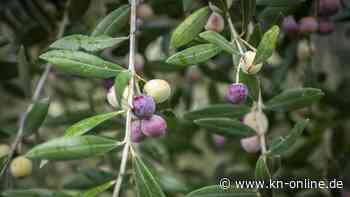 Rückruf bei Kalamatos Food: Schwarze Oliven könnten Listerien enthalten