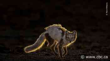 See the winners in the latest Wildlife Photographer of the Year contest