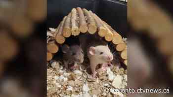 Durham Region humane society seeks pet lovers after unexpectedly welcoming 40 rats