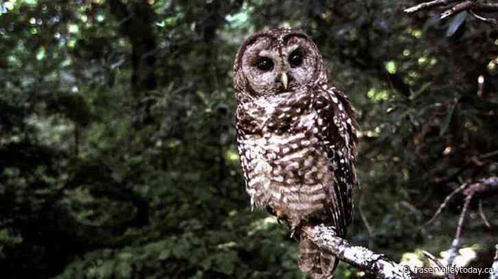 B.C. First Nation ‘furious’ after federal government rejects order to protect owls