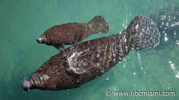 Federal wildlife officials to consider adding manatees to endangered species list