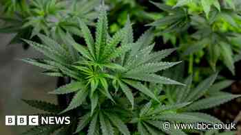 Grimsby and Hull police raids net £740k of cannabis