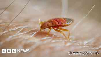 'I've suffered from bedbugs for two years'