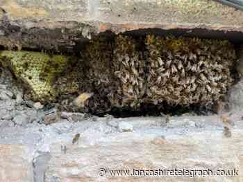 Hyndburn honey-making hall invaders turn into the bees' knees
