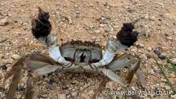 The great Chinese mitten crab invasion: Map shows how clawed incomers have spread across UK as experts warn they are endangering British riverbanks - and can give a painful nip if threatened