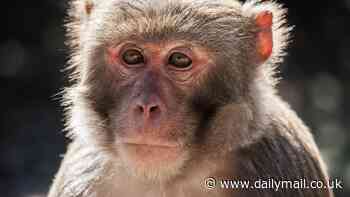 Monkey who received a PIG kidney survives for two years in 'significant step forward' for organ transplants, researchers say