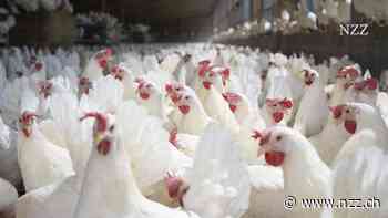 Forscher wollten ein Gentech-Huhn erschaffen, das gegen die Vogelgrippe resistent ist. Doch sie kreierten eine Brutstätte für ein gefährlicheres Virus