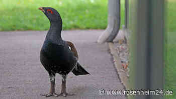 Wenn der Auerhahn auf Reha geht: Jungvogel verliebt sich in eigenes Spiegelbild