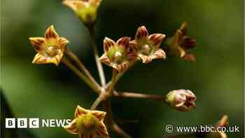 Pressure on nature threatens many flowering plants with extinction