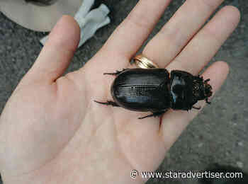 Historic royal palms in Wahiawa threatened by invasive rhino beetle