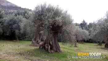Oro verde di nome e di fatto: a Roma e nel Lazio un litro d'olio costerà anche 15 euro