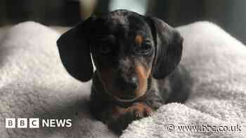 Ely couple raises awareness of buying dogs online