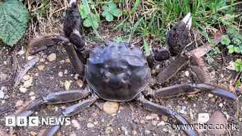 Invasive Mitten Crab spotting across Peterborough called 'bizarre'