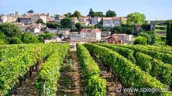 Wein-Studie: Dieses Wetter ist für Trauben am besten