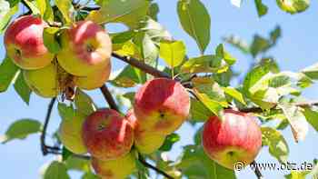 Streuobst: Eine Aktionsgruppe für Kahla will sich gründen