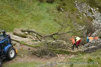 Future of iconic Sycamore Gap tree expected to be decided within three months
