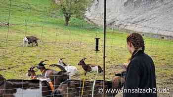 Ziegen über den Sommer in Burghausen am Burghang – „Überwinterung“ in Winhöring