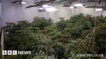 Arrest after £850,000 of cannabis found