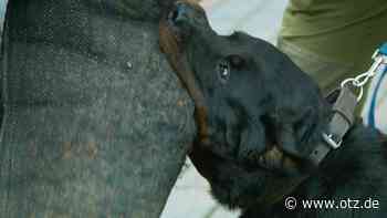 Angeleinter Hund beißt Frau – Aufgebrachter Anwohner verletzt Paketzusteller