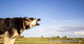 Woman rushed to hospital with arm injuries after West Country dog attack