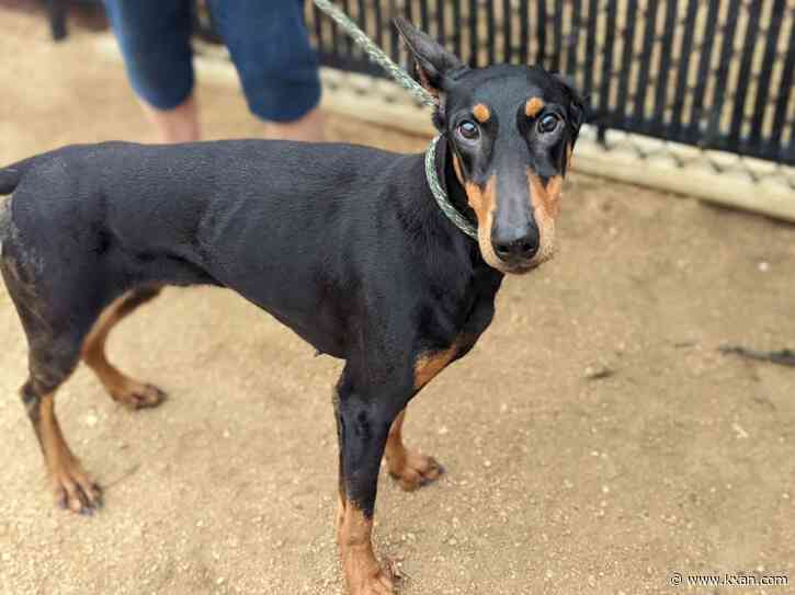 Williamson County shelter to offer free adoptions to celebrate 95% save rate