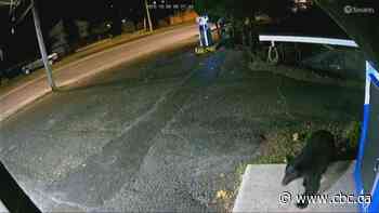 Black bear walks into a gas station bar, takes a pack of gummy bears and leaves