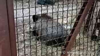 Un cinghiale ha preso casa al Quadraro: “Ormai lo vediamo tutti i pomeriggi”