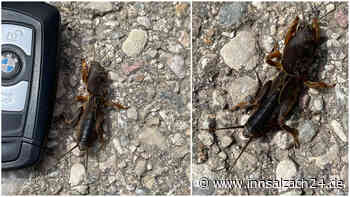 Rätselhaftes Insekt in Feldkirchen-Westerham entdeckt: Wer kann es identifizieren?