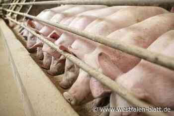 Vlotho: Schweinehalter zu Bewährungsstrafe verurteilt