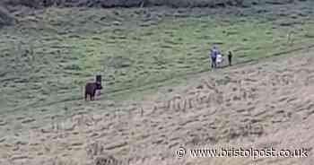 Footpath across field in Keynsham closed as 'cow keeps charging at people'