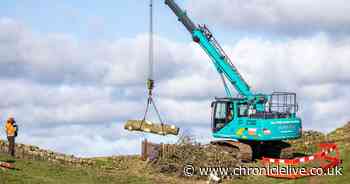 Sycamore Gap tree cut into pieces as removal operation begins at Hadrian's Wall site