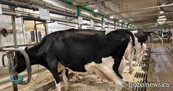 Alberta startup using tech and AI to track dairy cow health