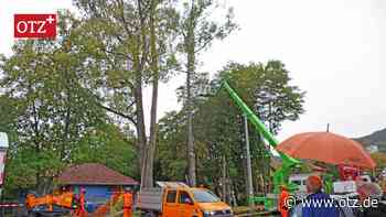 Zwei große Bäume an der Jenaer Stifterstraße gefällt