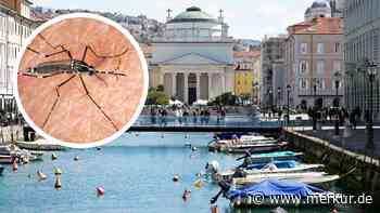 Tigermücken schleppen neues Virus nach Italien – Großstadt lässt ganzen Bezirk desinfizieren