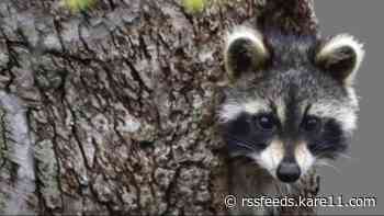 Beware the raccoons! Burnsville warns residents of the animals acting strangely