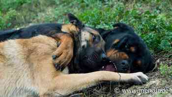 „Aus Tierschutzsicht im Einsatz bedenklich“ – was ist ein Breaking Stick und welche Alternativen gibt es?