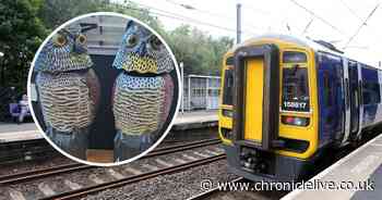Northumberland train station becomes poo hotspot with plastic owls used to deter pigeons