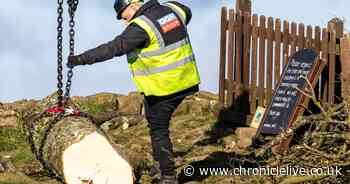 End of an era as Sycamore Gap tree is finally removed by crane after being chopped down
