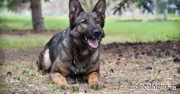 Police dog helps Manitoba RCMP nab teen suspect hiding in tall grass