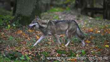 Niedersachsen will Plan für Wolfs-Abschuss zügig umsetzen
