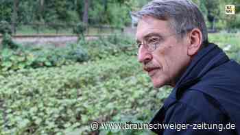 Söse: Darum ist der Osteroder Stadtfluss so zugewuchert