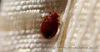 Experts warn 'key step' to prevent bedbugs is not being followed by Brits