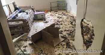 The squalid flat where cat and dog left to die